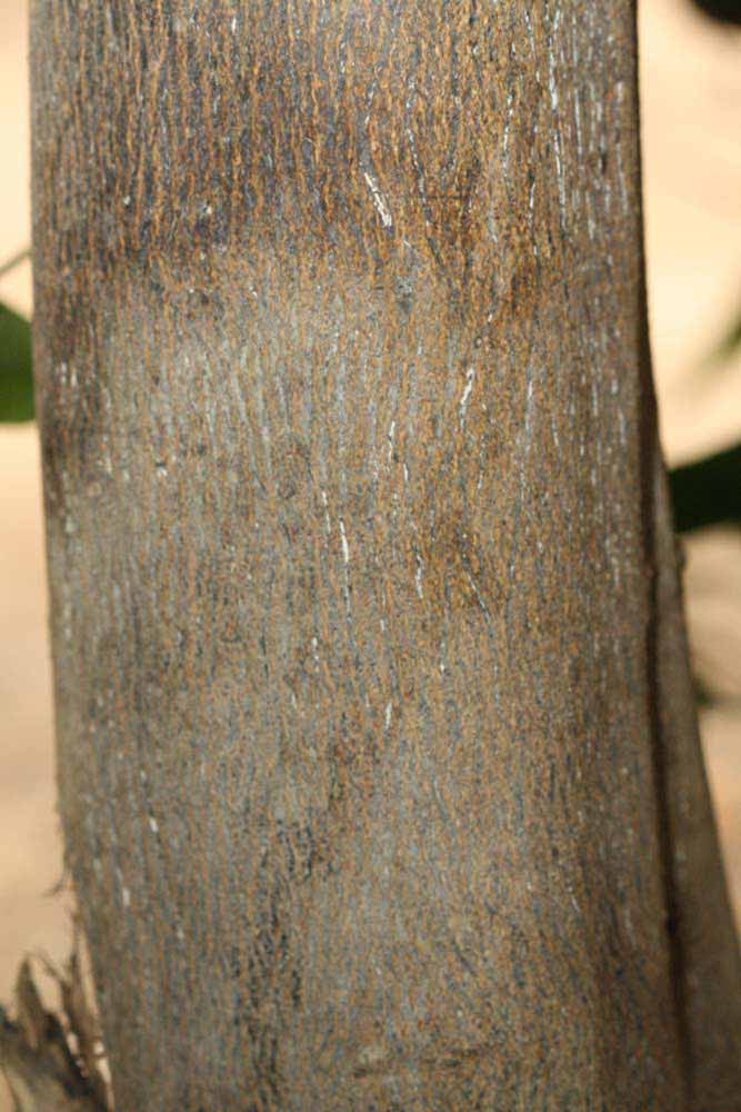            Bark (Riverside, CA)   